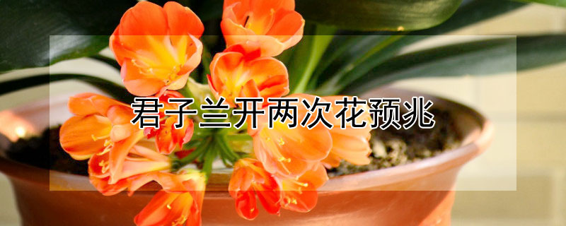 君子兰开两次花预兆 君子兰开两次花预兆是什么