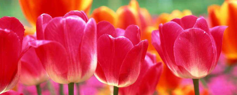 郁金香花开多久凋谢（郁金香花开几天凋谢）