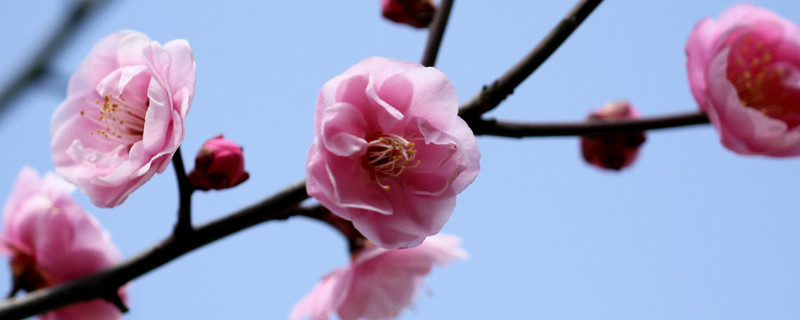 梅花夏天长叶吗（梅花夏天叶子干枯是什么病）