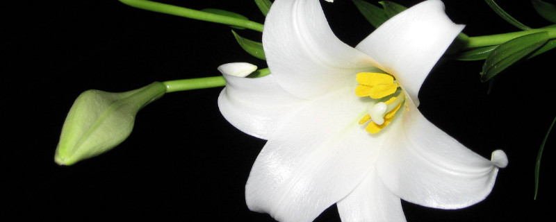 百合花长出花苞几天开花 百合花花苞多久开
