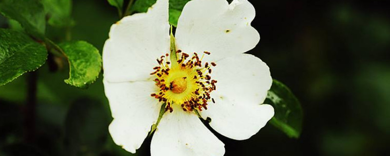金樱子种子的种植与管理（金樱子种植技术与管理及效益）