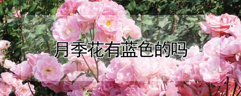 月季花有蓝色的吗 月季花有蓝色的吗为什么