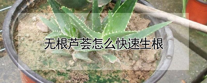 无根芦荟怎么快速生根（无根芦荟怎么快速生根视频）