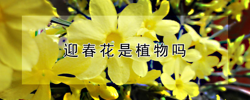 迎春花是植物吗（迎春花是植物吗图片）