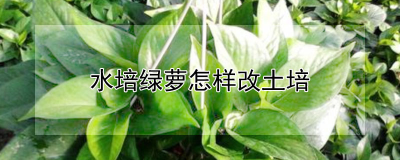 水培绿萝怎样改土培（水培绿萝怎样改土培视频）