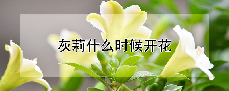 灰莉什么时候开花 灰莉什么时候开花结果