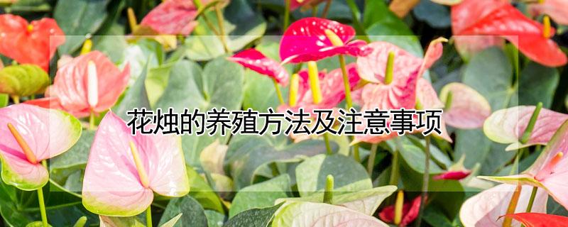 花烛的养殖方法及注意事项（花烛的养殖方法及注意事项视频）