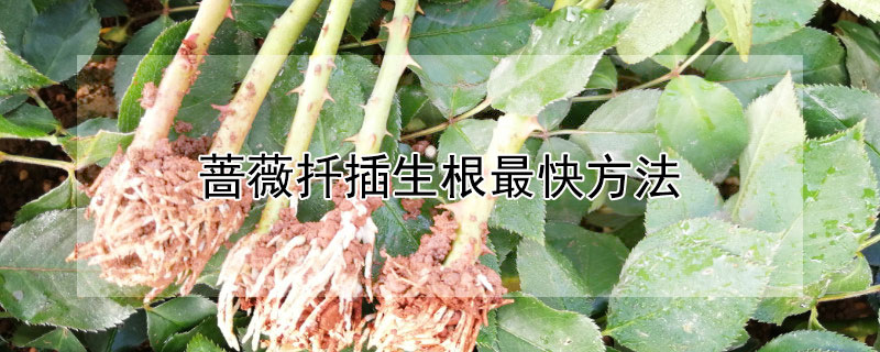 蔷薇扦插生根最快方法 蔷薇扦插生根最快方法图解