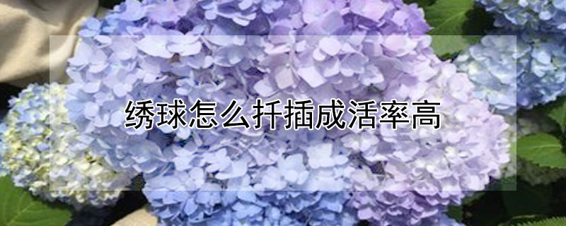 绣球怎么扦插成活率高（绣球扦插成活率高吗）