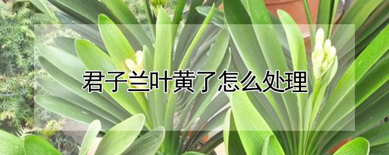 君子兰叶黄了怎么处理（君子兰叶黄怎么处理,容易恢复生机）