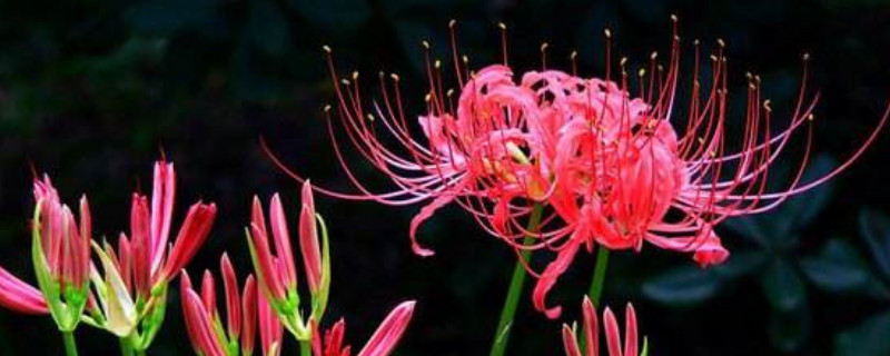 彼岸花的养护方法（彼岸花的养护方法和管理）