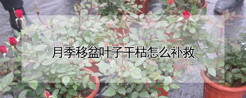月季移盆叶子干枯怎么补救 月季移盆叶子干枯怎么补救好