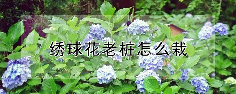 绣球花老桩怎么栽 绣球花老桩怎么栽活
