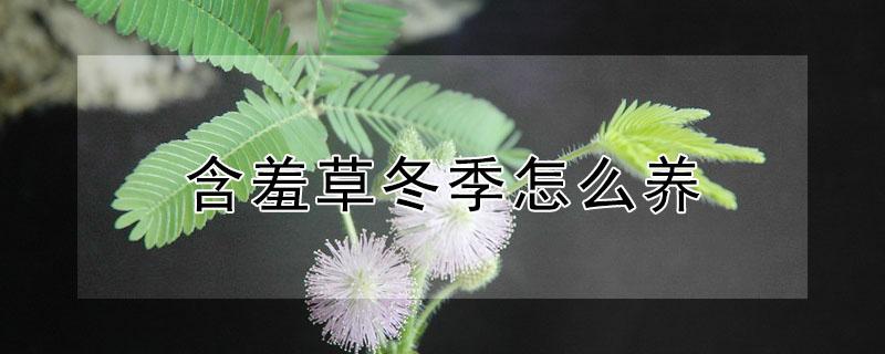 含羞草冬季怎么养（含羞草冬天怎么养）