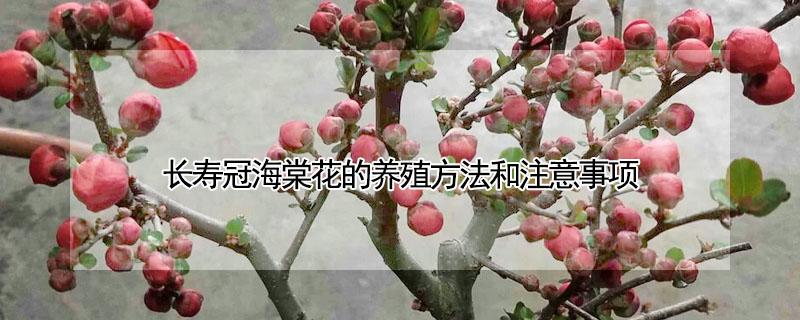 长寿冠海棠花的养殖方法和注意事项 长寿冠海棠花的养殖方法和注意事项 盆