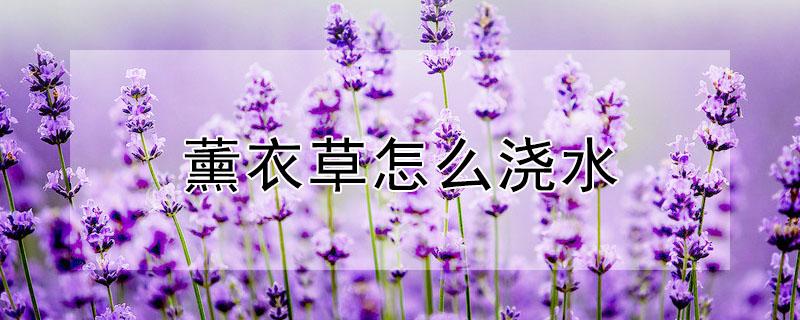 薰衣草怎么浇水（薰衣草怎么浇水施肥）