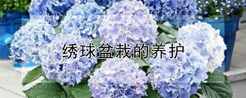 绣球盆栽的养护（绣球盆栽养护简明教程）
