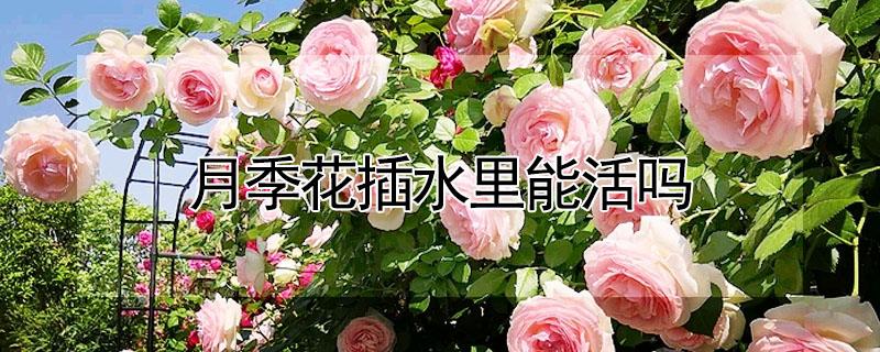 月季花插水里能活吗（月季插水里会长根吗）