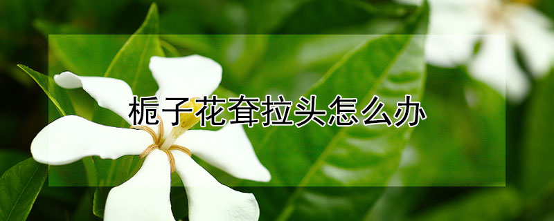 栀子花耷拉头怎么办 栀子花头下垂
