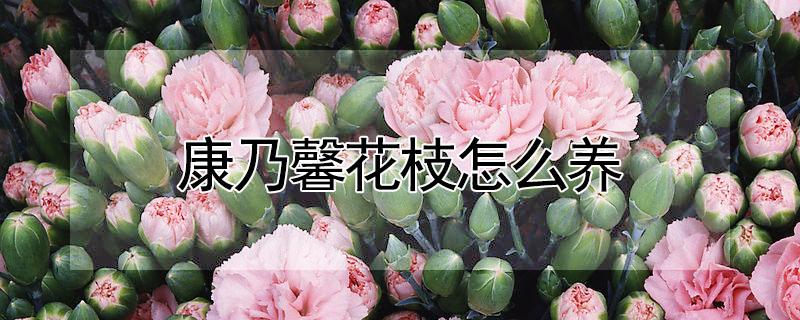 康乃馨花枝怎么养 康乃馨花枝怎么养护和管理