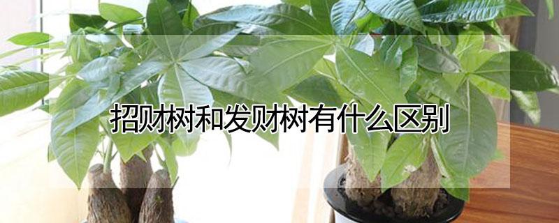 招财树和发财树有什么区别 招财树长什么样子