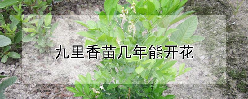 九里香苗几年能开花 九里香小苗几年开花