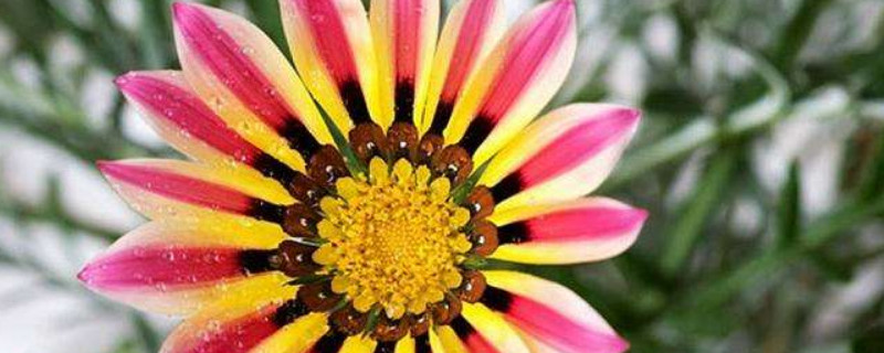勋章菊什么时候播种 勋章菊发芽时间