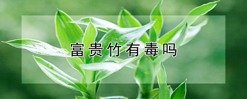 富贵竹有毒吗（红叶富贵竹有毒吗）