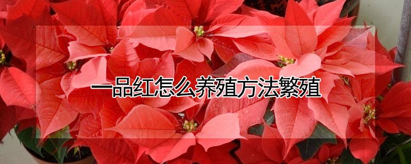 一品红怎么养殖方法繁殖 一品红怎么养殖能变红