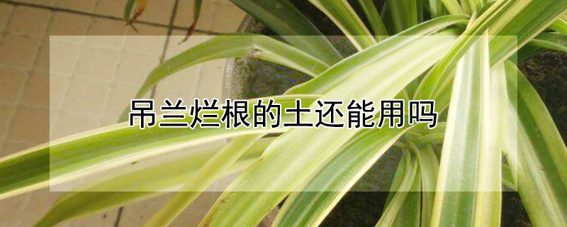 吊兰烂根的土还能用吗（吊兰烂根的土还能用吗有毒吗）