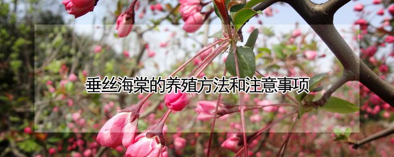 垂丝海棠的养殖方法和注意事项 垂丝海棠的养殖方法和注意事项有哪些