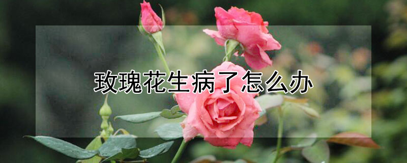 玫瑰花生病了怎么办 玫瑰花生病了怎么办?