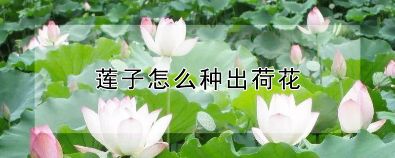 莲子怎么种出荷花 莲子怎么种出荷花种子