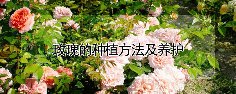 玫瑰的种植方法及养护 玫瑰的种植方法及养护方案