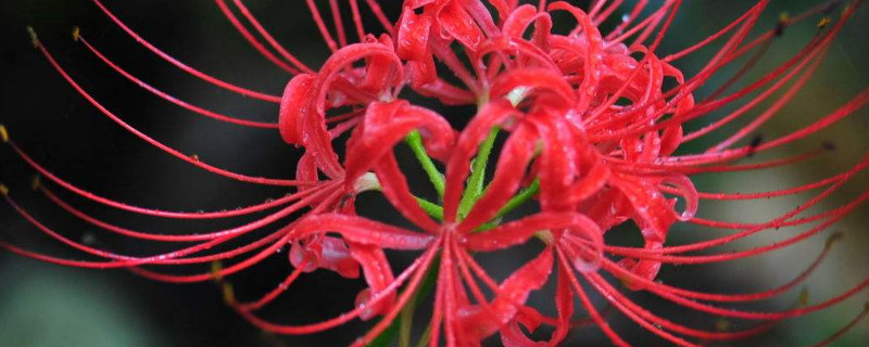 彼岸花花后怎么修剪 彼岸花修剪花枝的技巧
