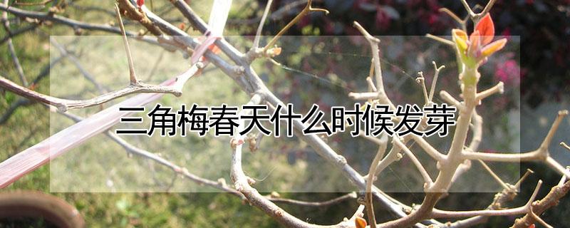 三角梅春天什么时候发芽（三角梅春季什么时候发芽）