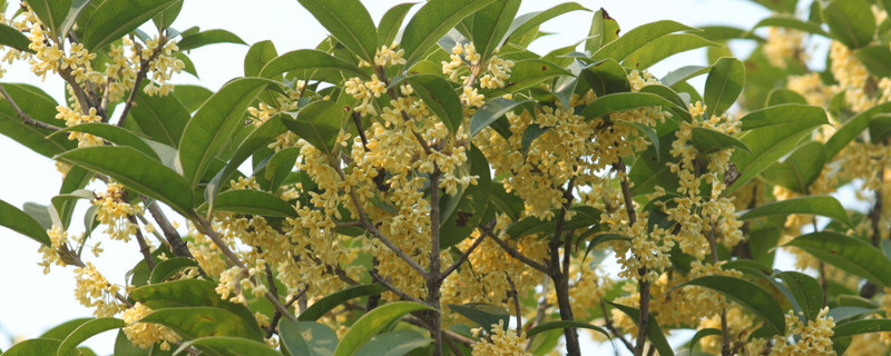 桂花冬天怕冻吗 桂花冬天能冻死吗