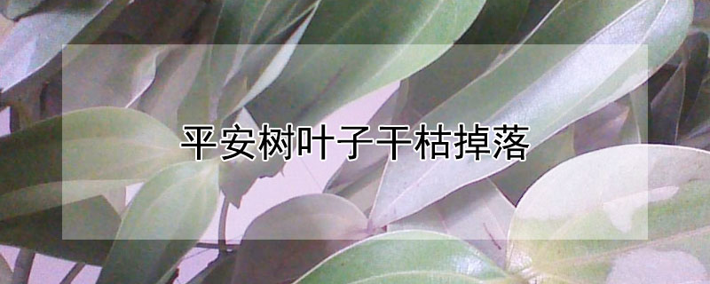 平安树叶子干枯掉落（平安树叶子干枯掉落是怎么回事）