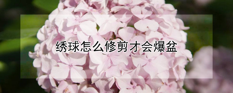 绣球怎么修剪才会爆盆 绣球怎么修剪才会爆盆春天怎么修