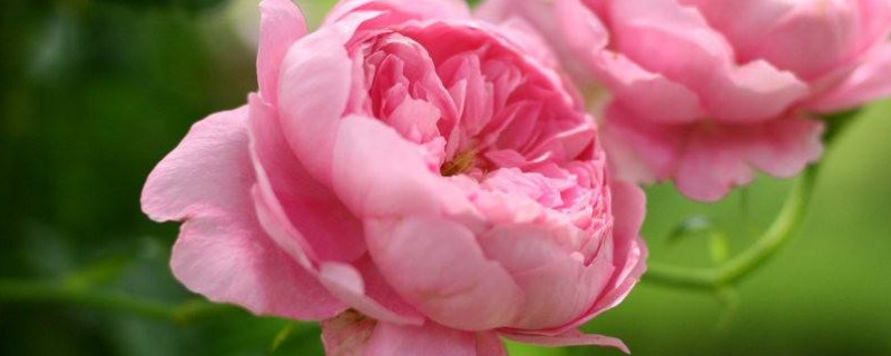 蔷薇花春天怎么施肥 蔷薇花春天怎么施肥最好