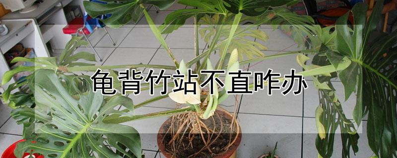 龟背竹站不直咋办（龟背竹不直挺是怎么回事）