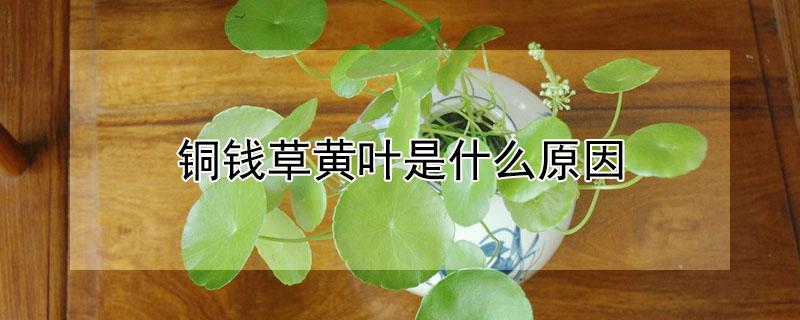 铜钱草黄叶是什么原因 铜钱草黄叶的原因