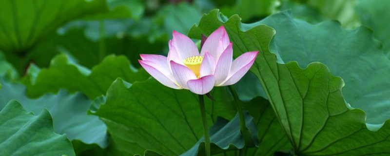 荷花根怎么种（荷花根怎么种植方法）