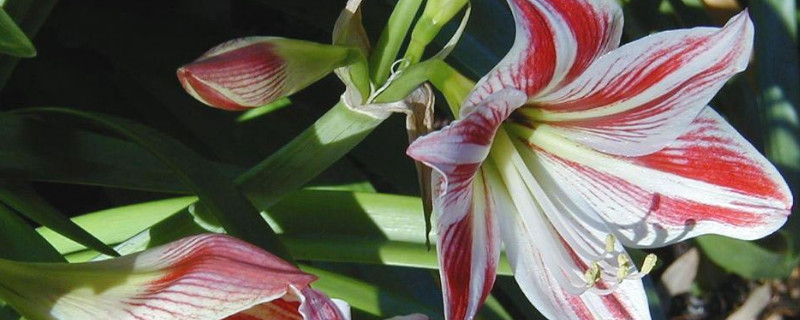 百合花春天开花吗 百合花是春天开还是夏天开