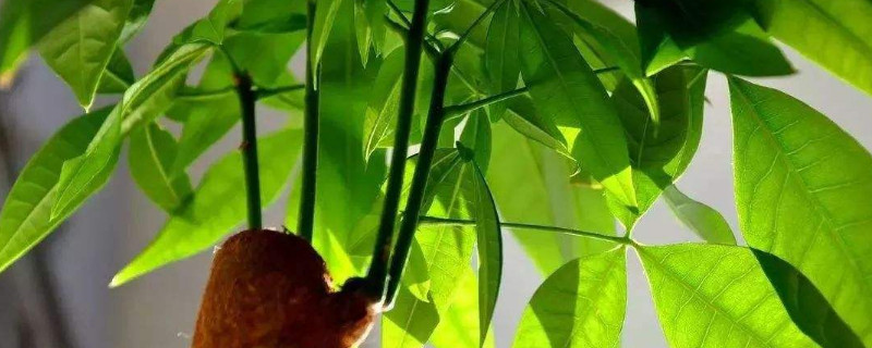 发财树老桩怎么发新芽 发财树老桩怎么发新芽的