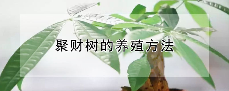聚财树的养殖方法 发财树的养殖方法和浇水
