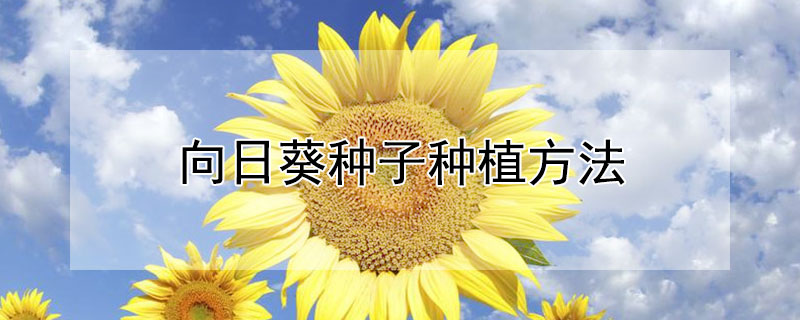 向日葵种子种植方法（向日葵种子种植方法哪头朝上）