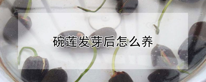 碗莲发芽后怎么养（碗莲发芽后怎么养?）