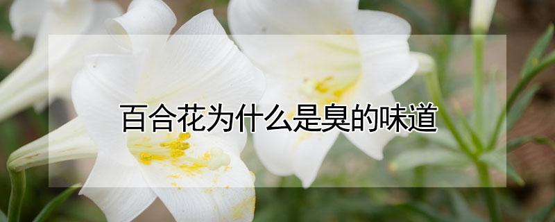 百合花为什么是臭的味道 百合花为什么是臭的味道呢
