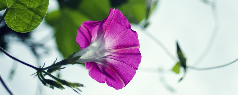 牵牛花是什么季节开的 牵牛花是什么季节开的花